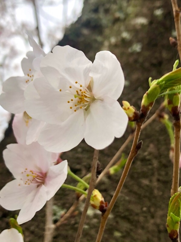 f:id:ef651065:20210328073059j:image
