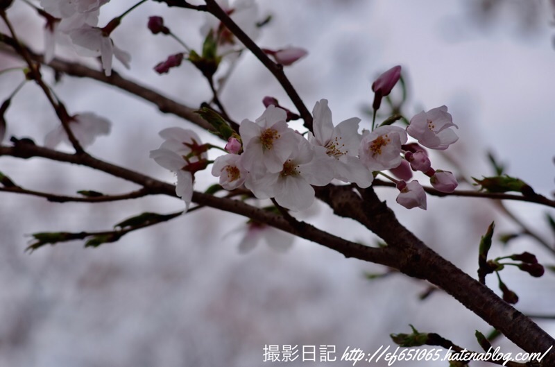 f:id:ef651065:20210328145939j:image
