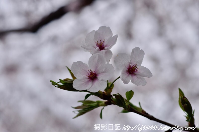 f:id:ef651065:20210328145946j:image