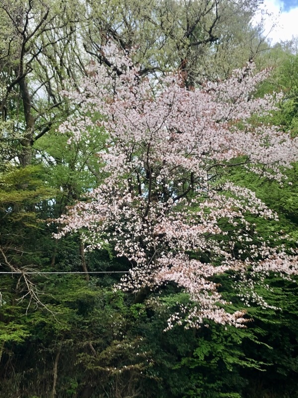 f:id:ef651065:20210402145930j:image