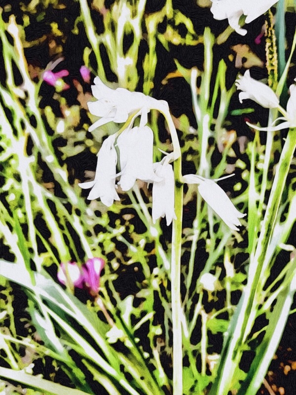f:id:ef651065:20210411160755j:image
