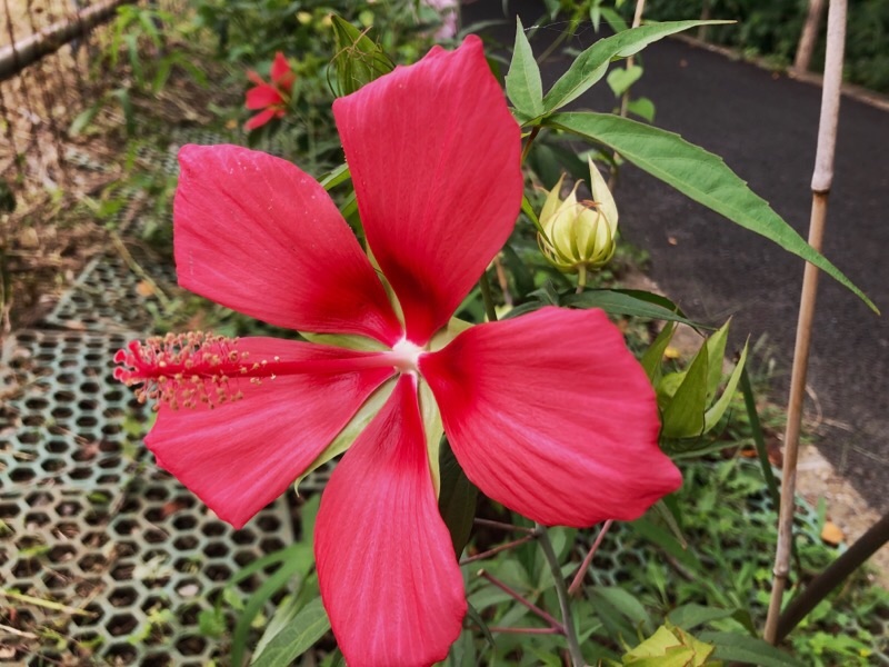 f:id:ef651065:20210909071403j:image