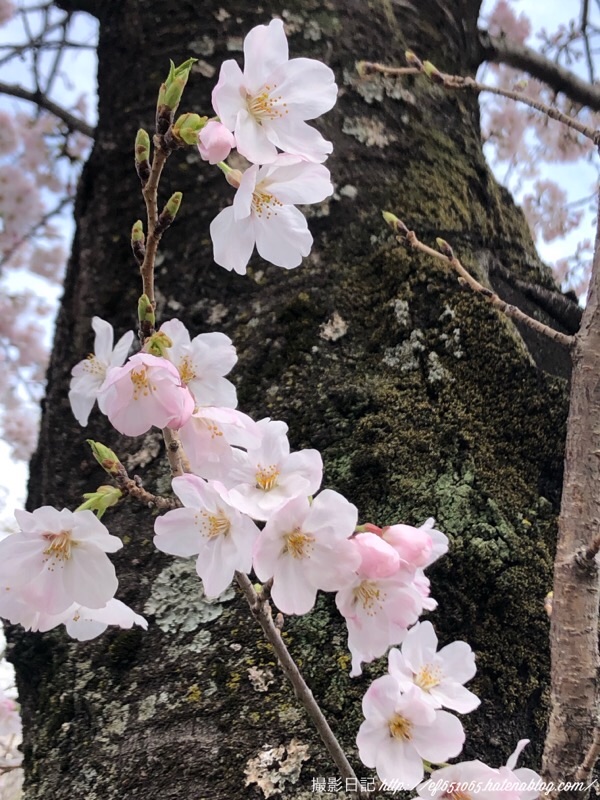 f:id:ef651065:20220328150734j:image
