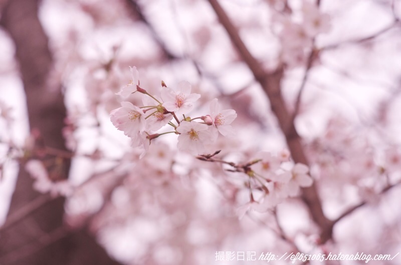 f:id:ef651065:20220330122946j:image