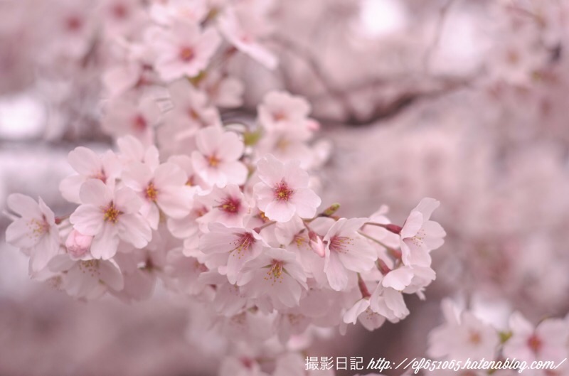 f:id:ef651065:20220330122955j:image