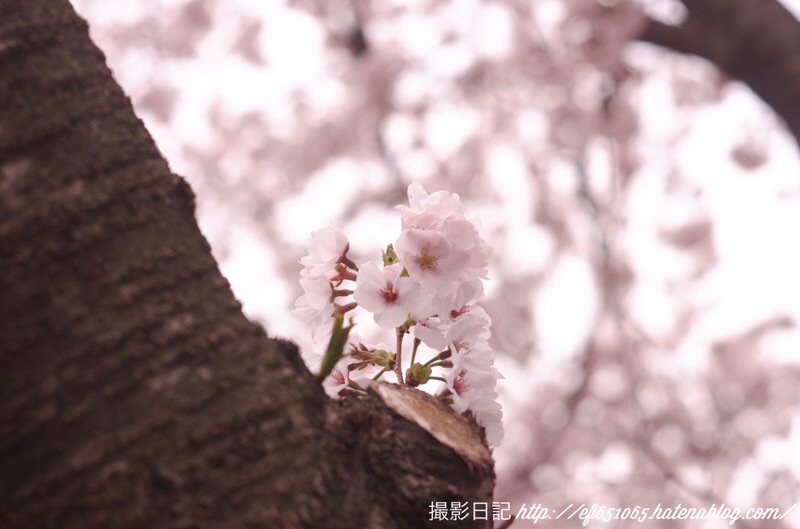 f:id:ef651065:20220330123009j:image