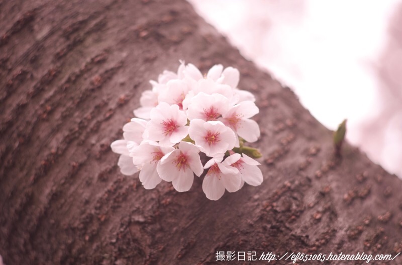 f:id:ef651065:20220330123012j:image