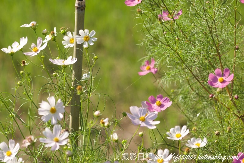 f:id:ef651065:20220928163139j:image