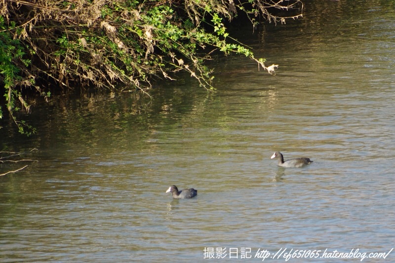 f:id:ef651065:20221114162550j:image
