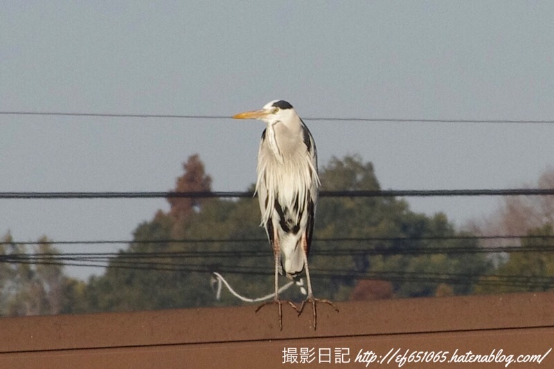f:id:ef651065:20230108130429j:image