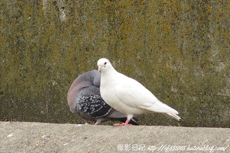 f:id:ef651065:20230330161139j:image