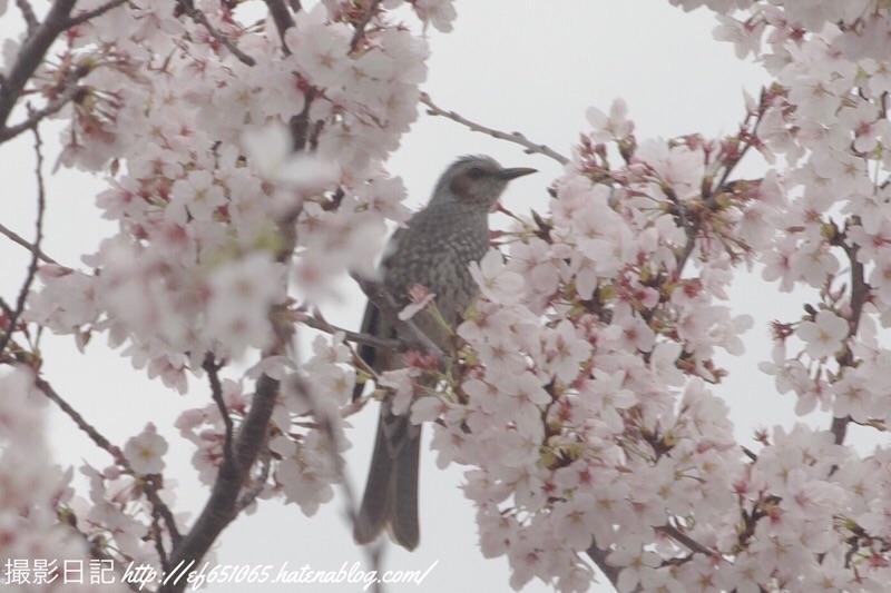 f:id:ef651065:20230330161145j:image