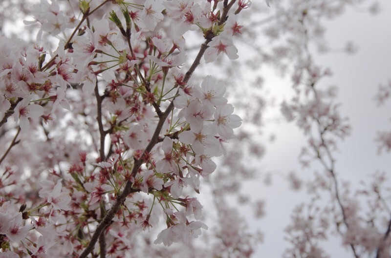 f:id:ef651065:20230330164105j:image