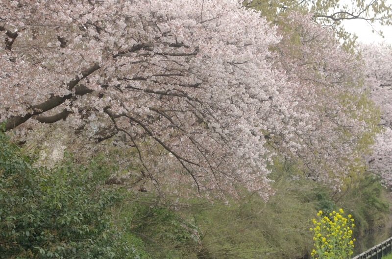f:id:ef651065:20230330164108j:image
