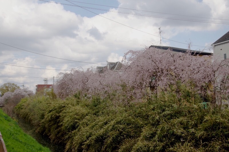 f:id:ef651065:20230330164117j:image