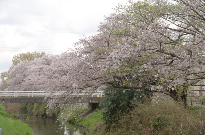 f:id:ef651065:20230330164121j:image