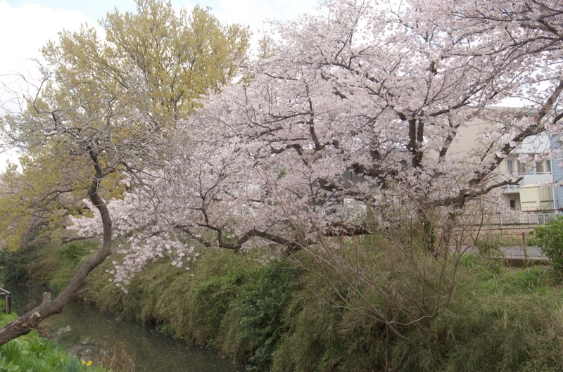 f:id:ef651065:20230330164125j:image
