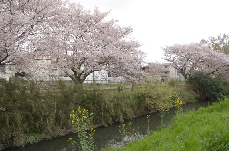 f:id:ef651065:20230330164128j:image
