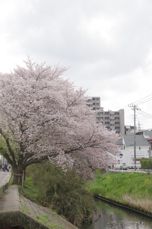 f:id:ef651065:20230330181939j:image