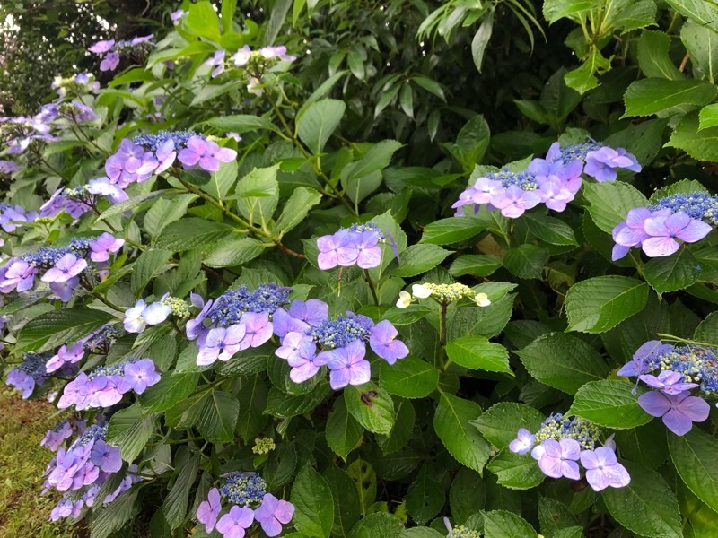 f:id:ef651065:20230616065308j:image