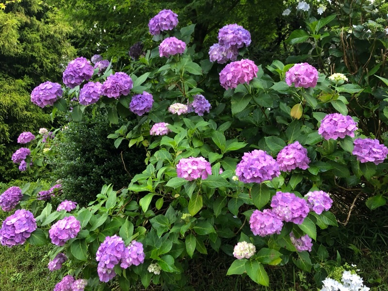 f:id:ef651065:20230616065312j:image
