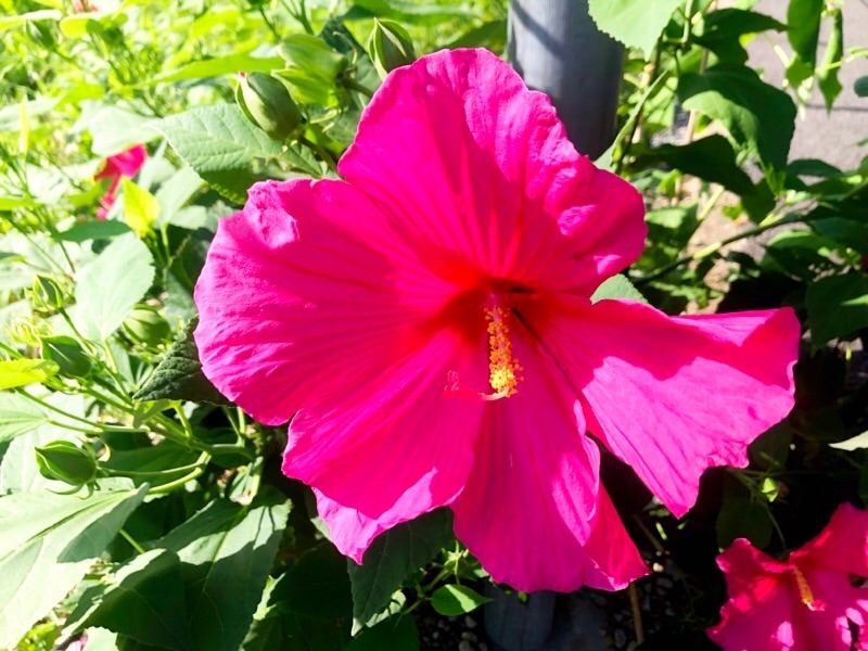 f:id:ef651065:20230716150343j:image