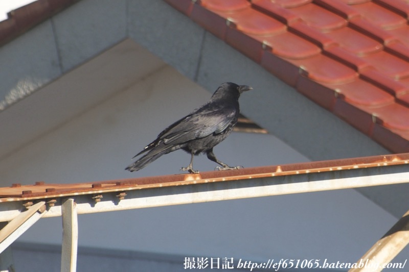 f:id:ef651065:20240109164657j:image