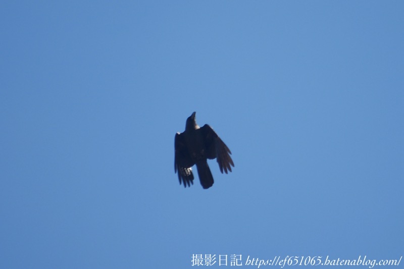 f:id:ef651065:20240124164223j:image