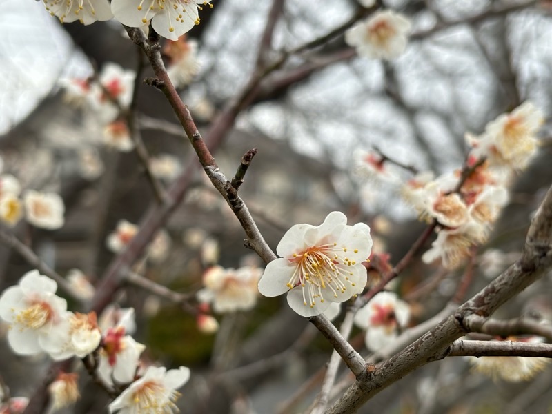 f:id:ef651065:20240209133057j:image