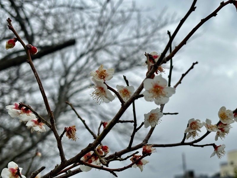 f:id:ef651065:20240209133109j:image
