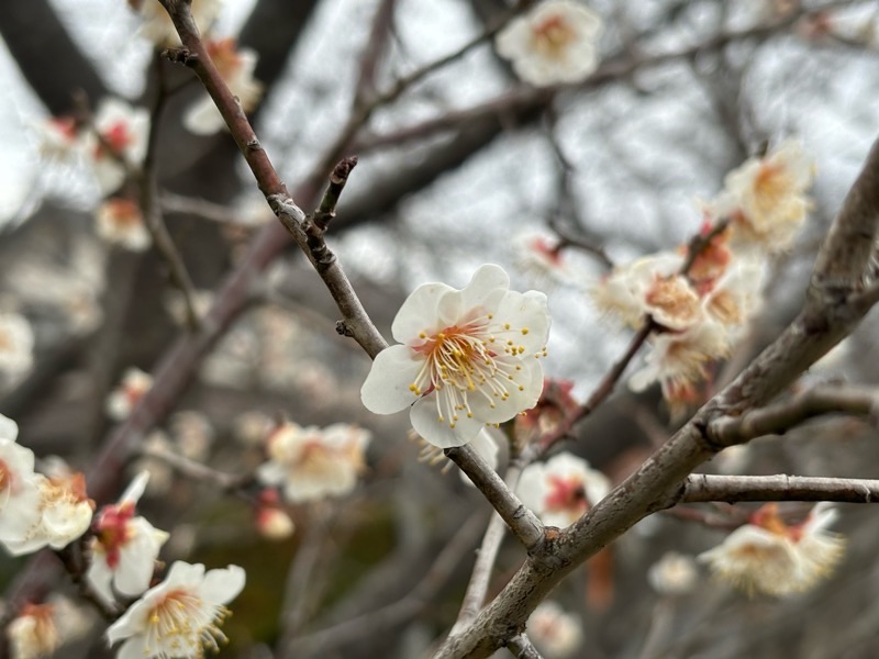 f:id:ef651065:20240209133115j:image