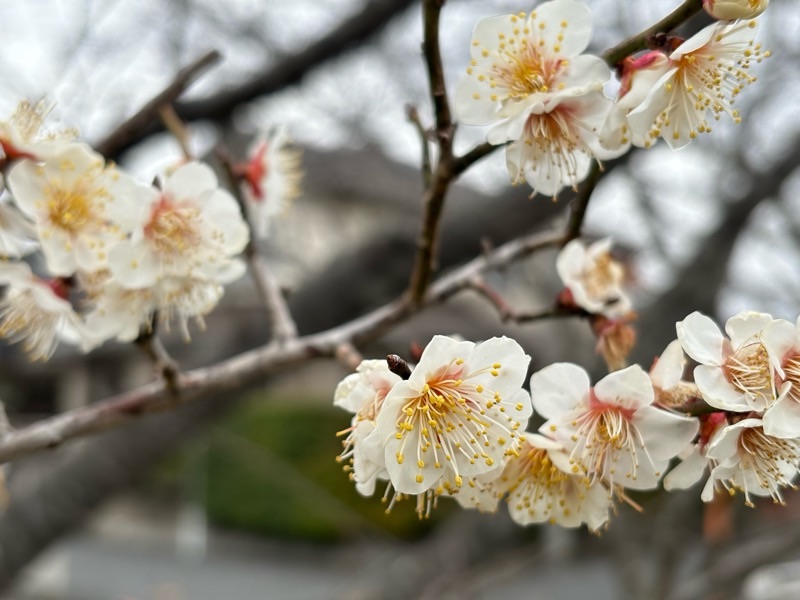 f:id:ef651065:20240209133118j:image