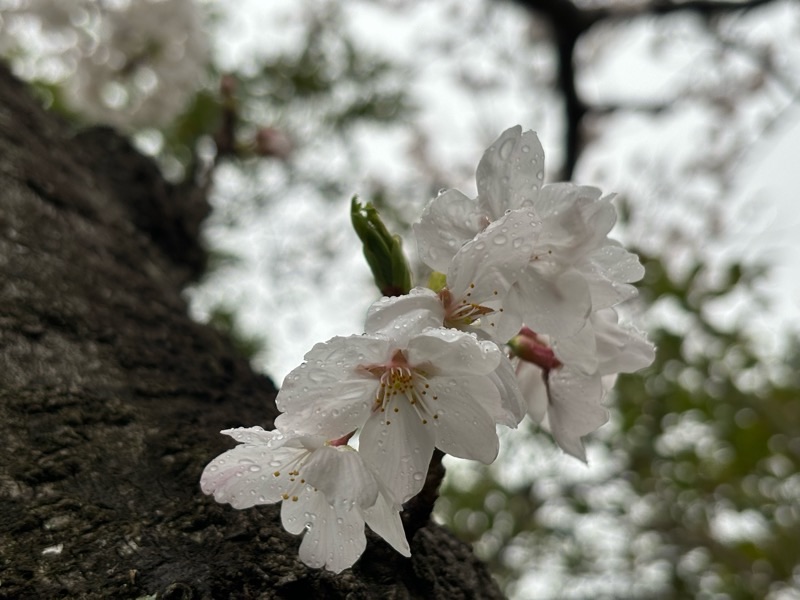 f:id:ef651065:20240406173139j:image