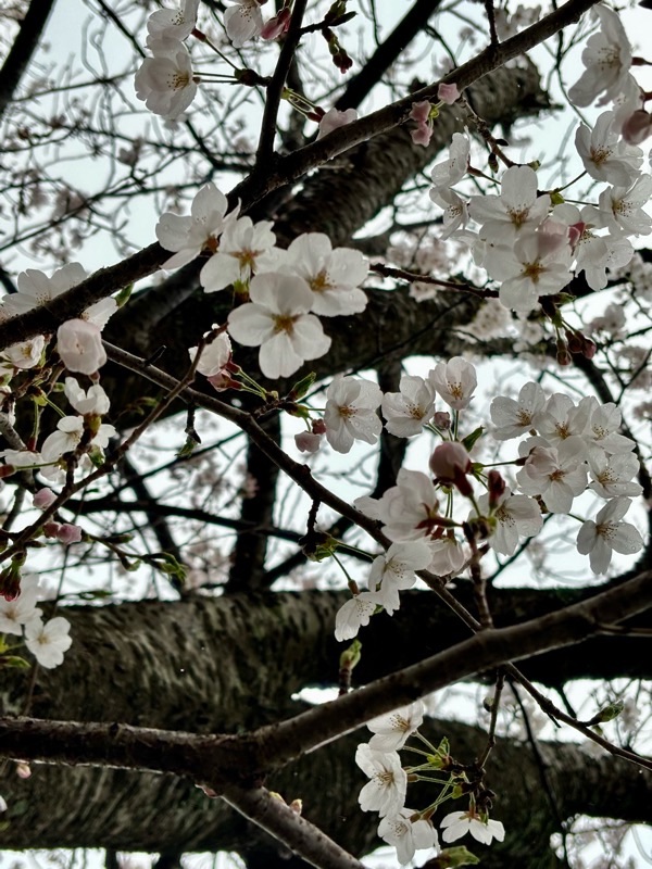 f:id:ef651065:20240406173142j:image