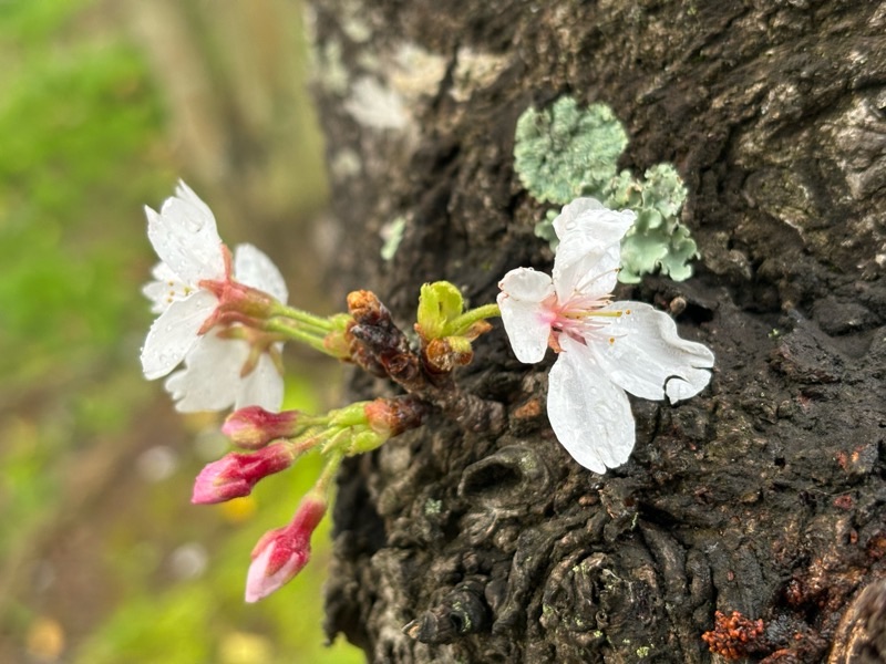 f:id:ef651065:20240406173146j:image