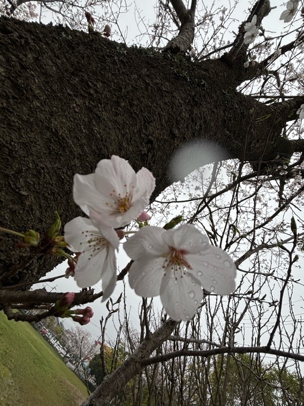 f:id:ef651065:20240406173150j:image