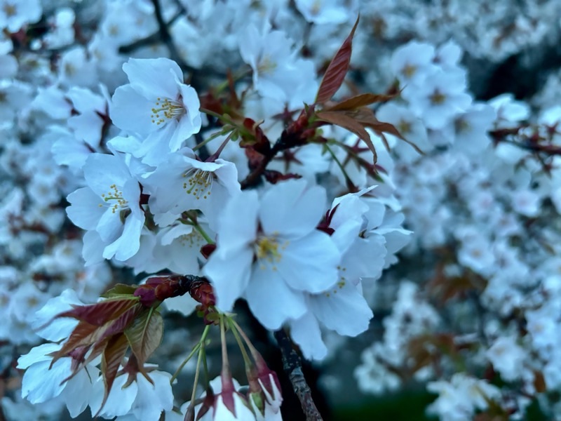 f:id:ef651065:20240408053426j:image