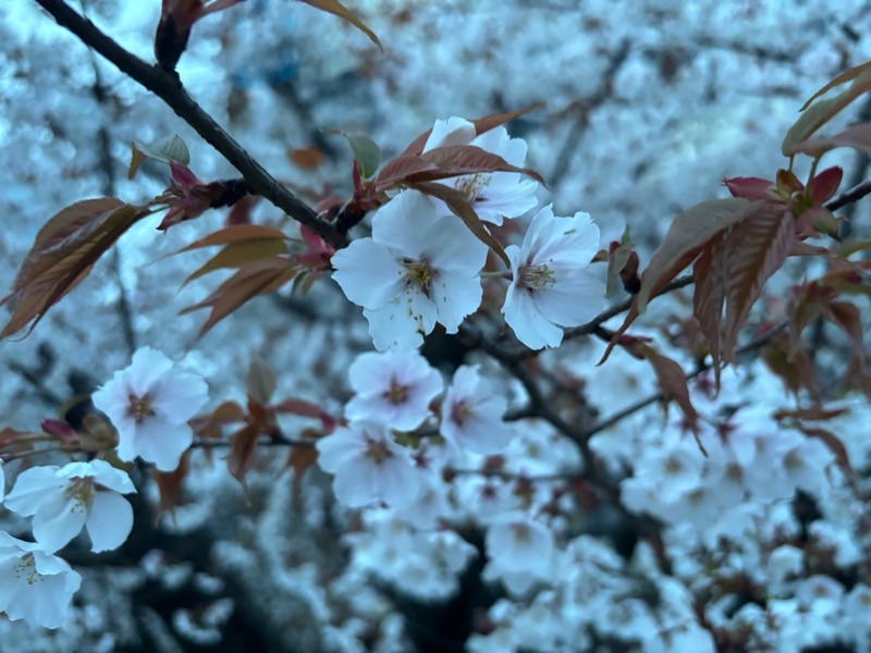f:id:ef651065:20240408053429j:image