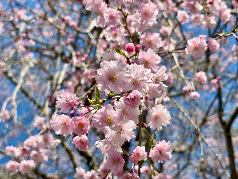 f:id:ef651065:20240410220154j:image