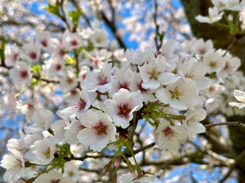 f:id:ef651065:20240410220218j:image
