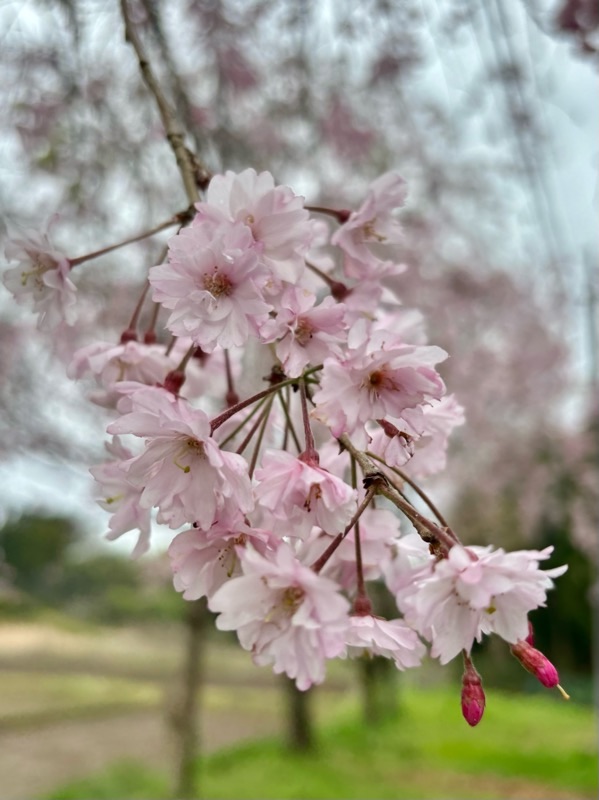 f:id:ef651065:20240414133253j:image