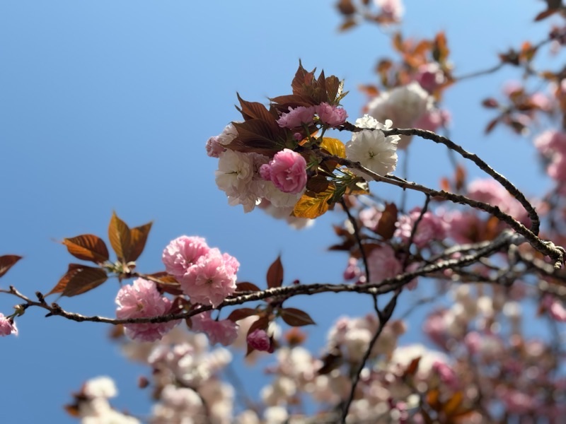 f:id:ef651065:20240414153551j:image