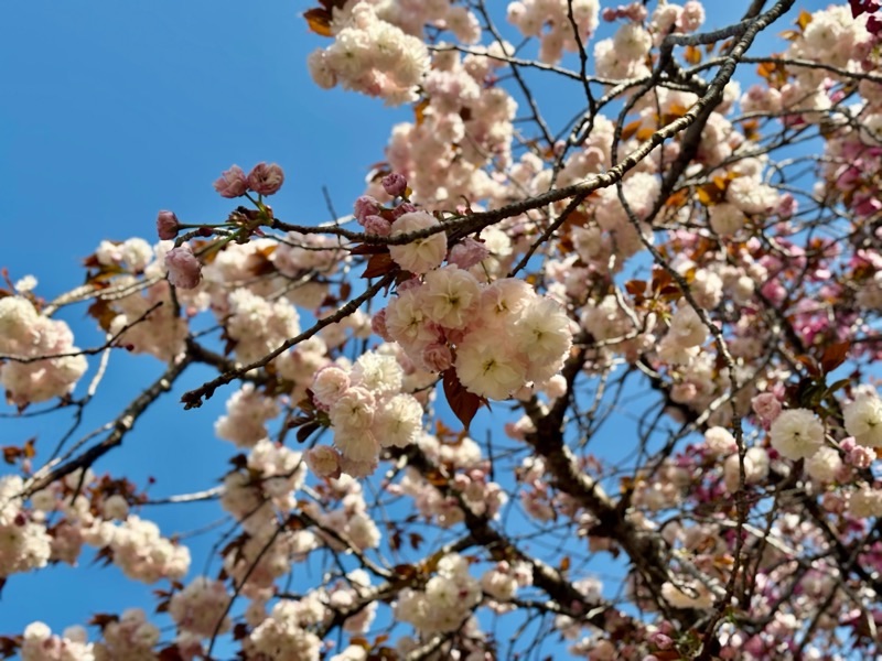f:id:ef651065:20240414153609j:image