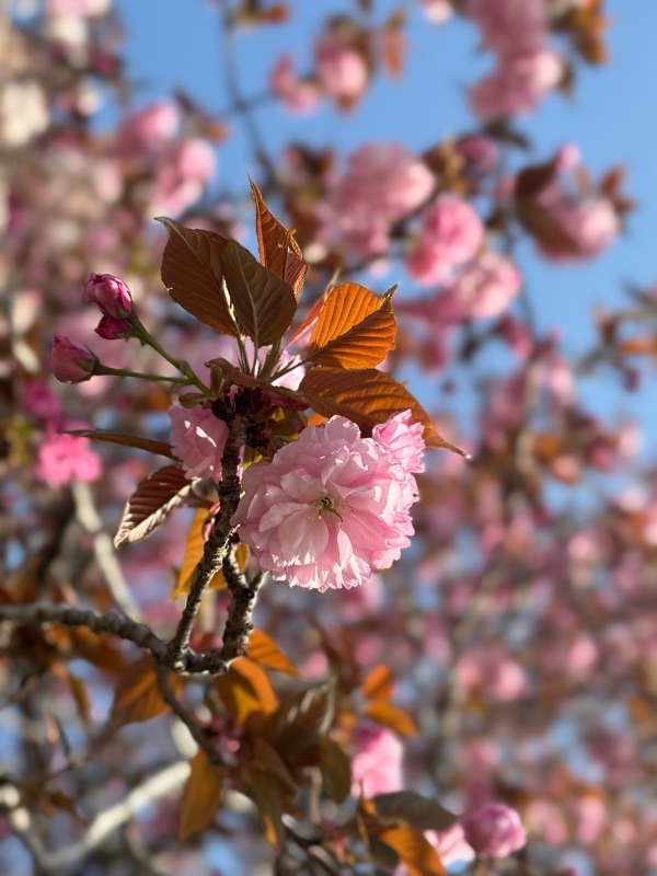 f:id:ef651065:20240414153651j:image