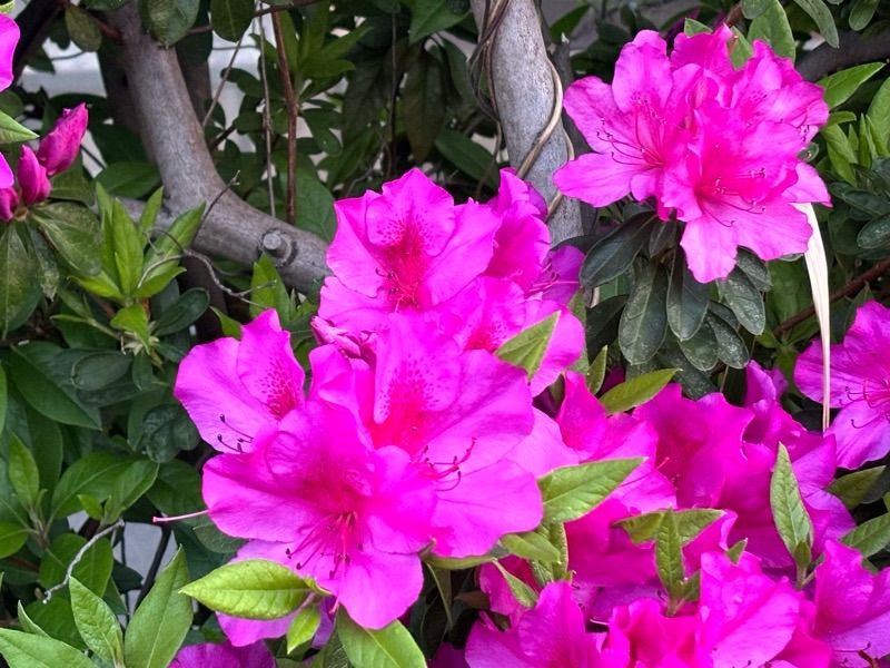 f:id:ef651065:20240417073528j:image