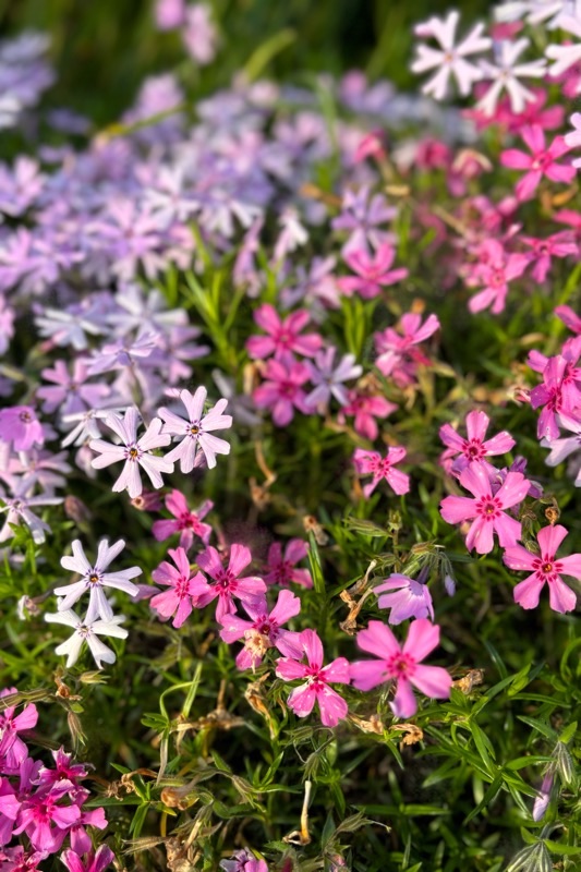 f:id:ef651065:20240420063516j:image