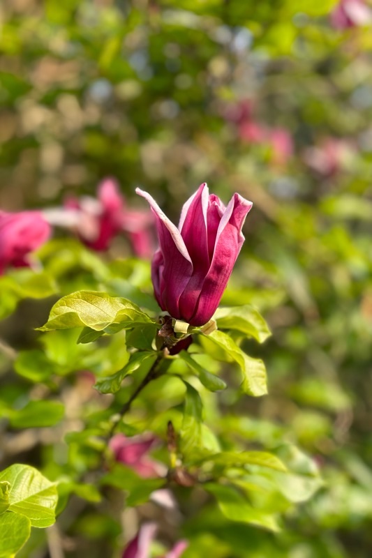 f:id:ef651065:20240420063520j:image