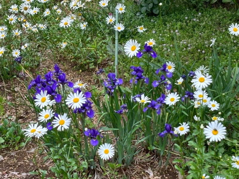 f:id:ef651065:20240512191045j:image