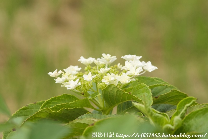 f:id:ef651065:20240905155844j:image