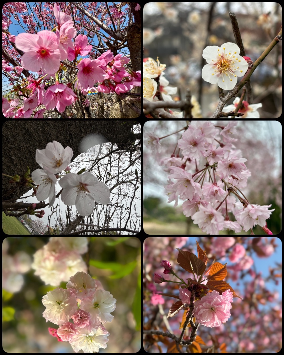 f:id:ef651065:20241224012437j:image